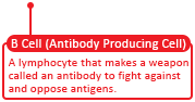 B Cell (Antibody Producing Cell)