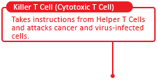 Killer T Cell (Cytotoxic T Cell)