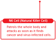 NK Cell (Natural Killer Cell)