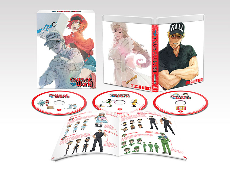 DVD Anime Hataraku Saibou /Cells at Work Complete Series (1-13) English  Subtitle