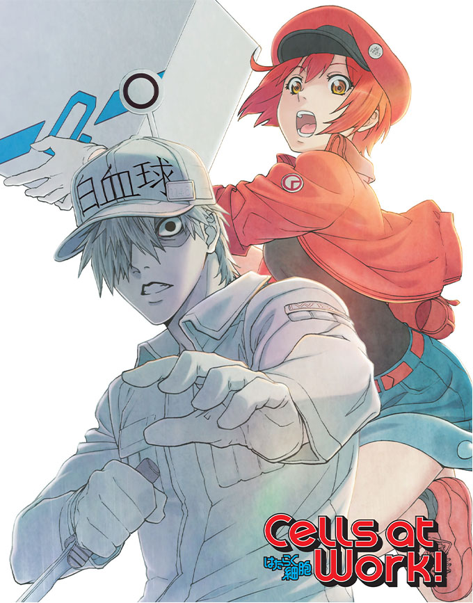 DVD Anime Hataraku Saibou /Cells at Work Complete Series (1-13) English  Subtitle