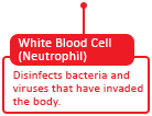 White Blood Cell (Neutrophil)